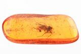 Fossil Mold, Fungus Gnat, and True Midge In Baltic Amber #310992-2